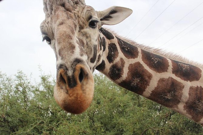 Out of Africa Wildlife Park Admission Ticket - Key Highlights You’ll Care About