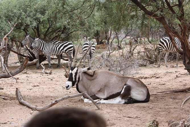 Out of Africa Wildlife Park Admission Ticket - Out Of Africa Wildlife Park: A Camp Verde Day That Fits a Sedona Schedule