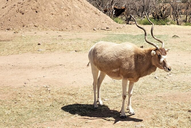 Out of Africa Wildlife Park Admission Ticket - Stop 1: Touring the Grounds and Seeing Animals in Natural-Style Habitats