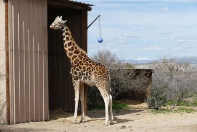 Out of Africa Wildlife Park Admission Ticket - Price and What the $42.95 Ticket Actually Covers
