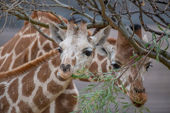 Out of Africa Wildlife Park Admission Ticket - Tiger Splash and Predator Feed: Fun Shows With Real Animal Focus