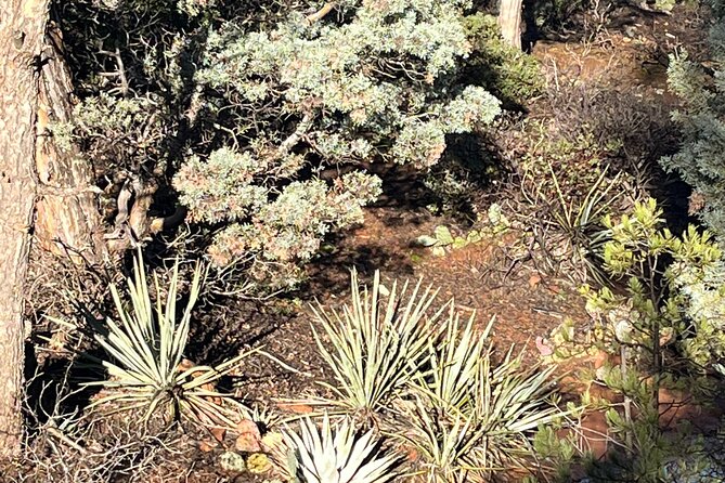Sedona Magical Sightseeing Highlight Tour- 5 Stars - Sedona Airport Scenic Overlook: geology lessons and the classic panorama