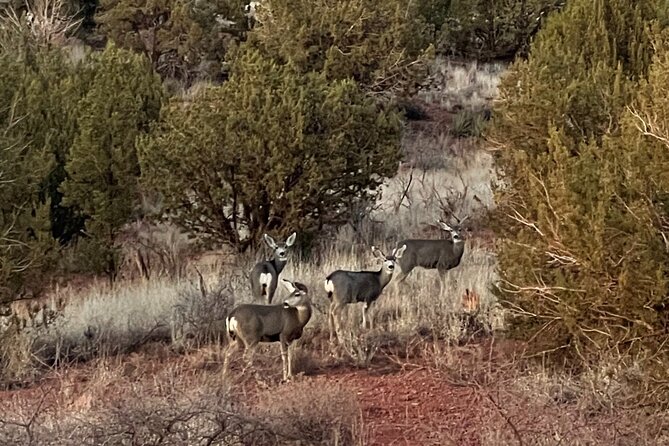 Sunrise Wildlife Safari Tour by Jeep from Sedona - Timing, duration, and what the day looks like after