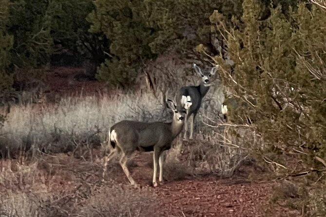 Sunrise Wildlife Safari Tour by Jeep from Sedona - Small-group Jeep safari: where your guide’s attention actually lands